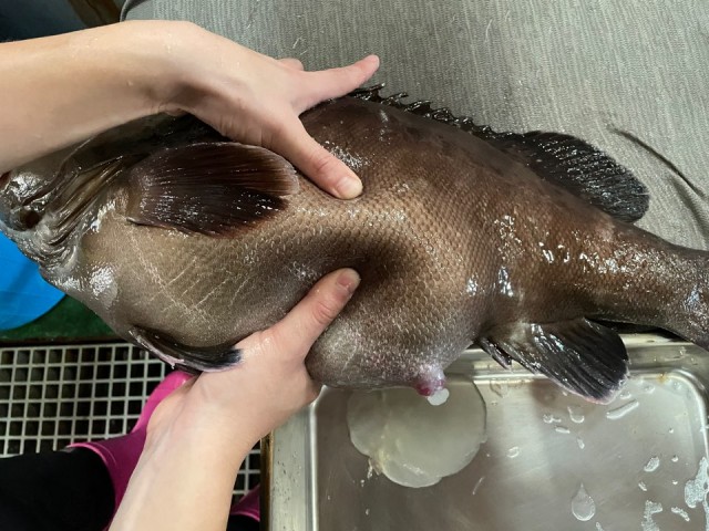능성어수정란분양(3) 능성어수정란분양(3).jpg