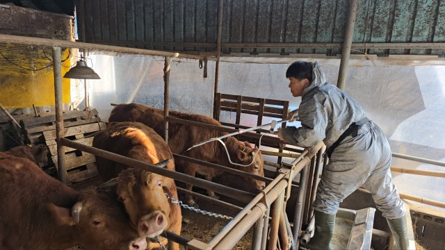 구제역접종사진(1) 구제역접종사진(1).jpg
