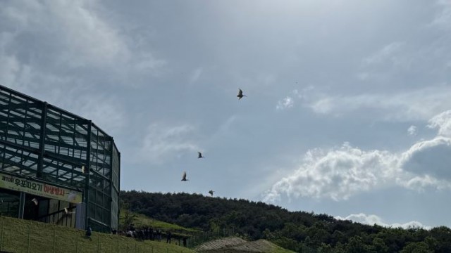 따오기야생방사(2) 따오기야생방사(2).jpg