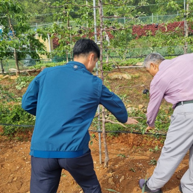 관련사진(거제시 과수화상병 행정명령 확대) (1) 관련사진(거제시 과수화상병 행정명령 확대) (1).jpg