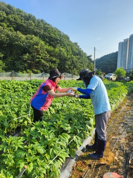 2-3 2-3. 관련사진(거제시 농업인 안전은 생활개선회 “안전리더”가 선도한다).jpg