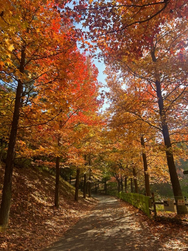 미국풍나무길1 미국풍나무길1.jpg