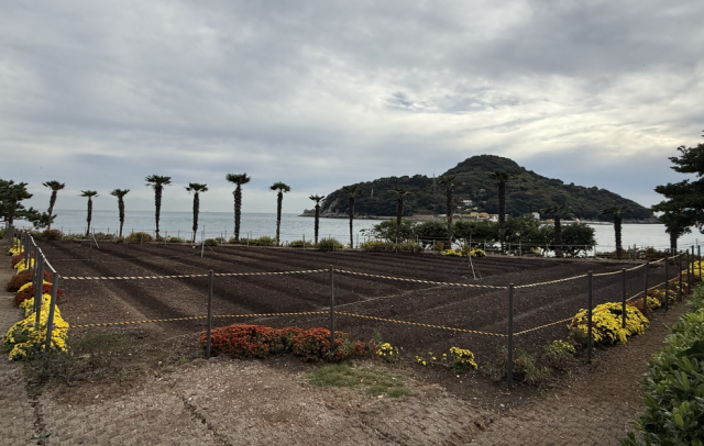 관련사진(거제시, 수선화 3만구 추가 식재로 공곶이에 자연의 아름다움을 더해) (2) 관련사진(거제시, 수선화 3만구 추가 식재로 공곶이에 자연의 아름다움을 더해) (2).png