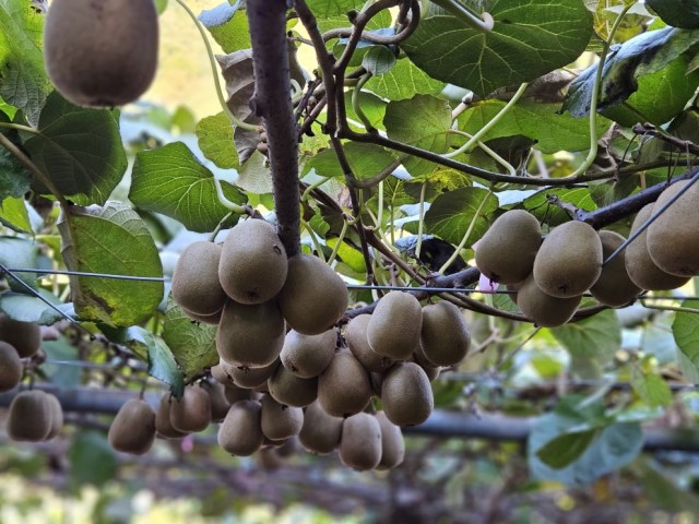 11. 27. - 통영 참다래, 대한민국 대표과일 선발대회 장려상 수상 3(참다래).jpg