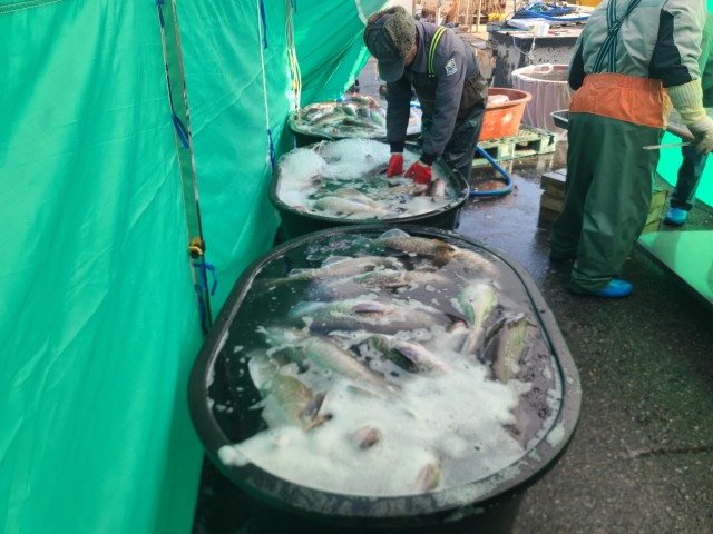 대구친어모습 대구친어모습.jpg