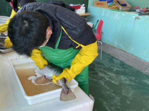 대구채란및인공수정모습 대구채란및인공수정모습.jpg