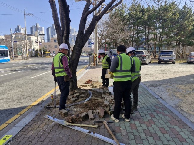 1. 23. - 통영시 가로수 정비사업 “안전과 미관 두 마리 토끼 잡는다” 2.jpg
