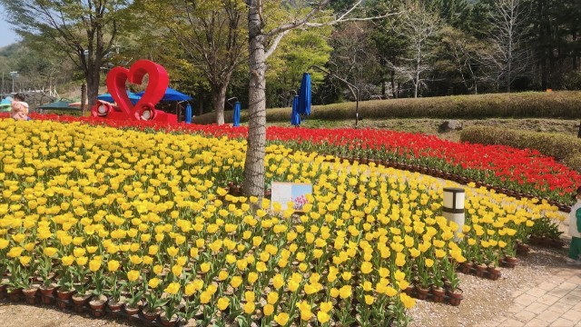 관련사진(독봉산웰빙공원 화려한 봄꽃으로 수놓을 예정2) 관련사진(독봉산웰빙공원 화려한 봄꽃으로 수놓을 예정2).JPG