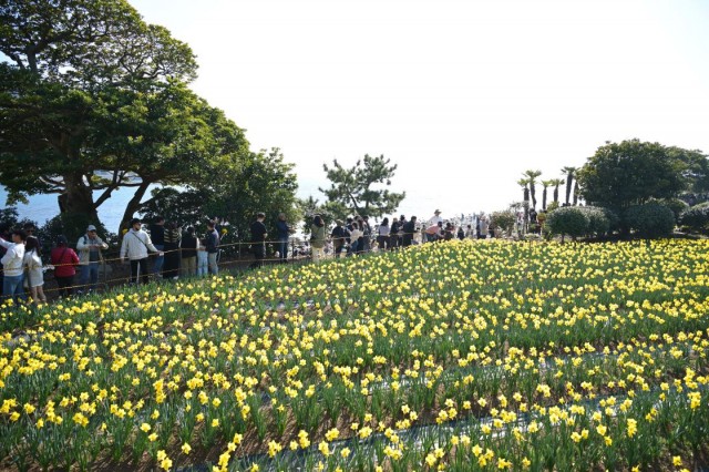 관련사진2(「제3회 공곶이 수선화 축제」 성황리 마무리).JPG