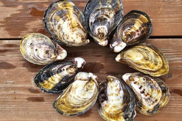 5 고성군, ‘개체굴 양식 공모사업’ 선정, 친환경·고부가가치 양식 전환 본격화 5 고성군, ‘개체굴 양식 공모사업’ 선정, 친환경·고부가가치 양식 전환 본격화.png