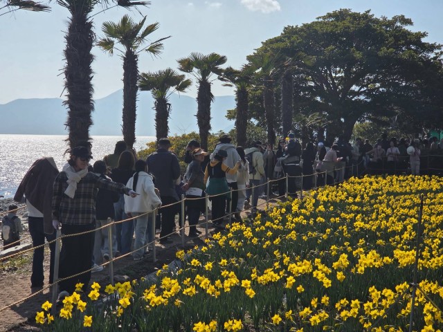 관련사진(거제9경 공곶이 수선화 경관조성 관리 연장 추진) (4).jpg
