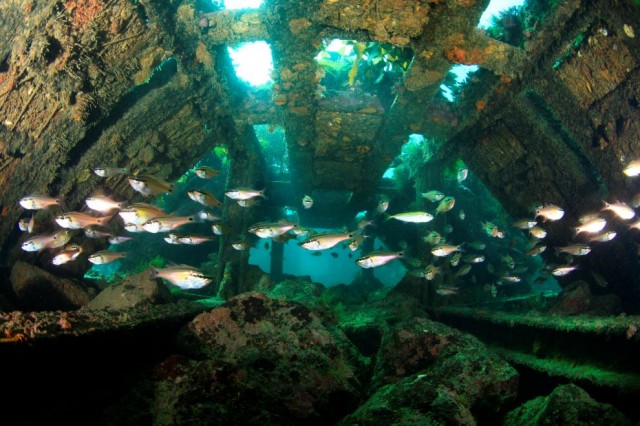 인공어초사진-하우스형해중림초(거제저구리) 인공어초사진-하우스형해중림초(거제저구리).jpg