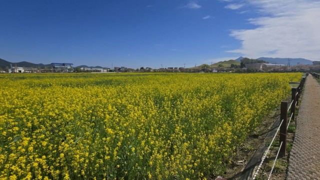 3-3 고성기월안뜰 경관농업 봄꽃 본격 개방 3-3 고성기월안뜰 경관농업 봄꽃 본격 개방.jpg