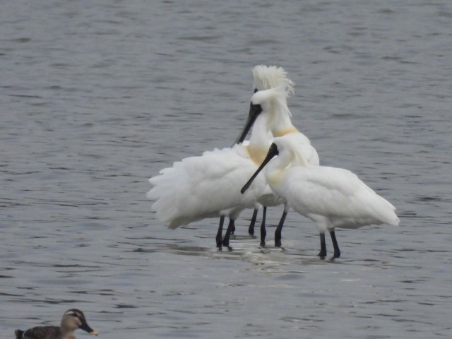 1-2 마동호 습지, 멸종위기 Ⅰ급 저어새 찾아와 … 생태 건강성 입증.jpg