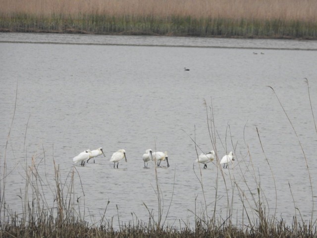 1-1 마동호 습지, 멸종위기 Ⅰ급 저어새 찾아와 … 생태 건강성 입증.jpg