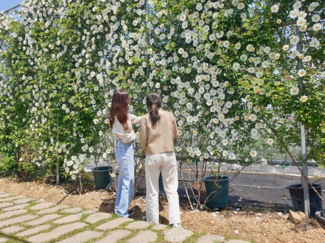 관련사진(거제왕찔레! 설레임으로 꽃 피다3).jpg