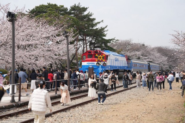 벚꽃이+개화한+진해+경화역.jpg