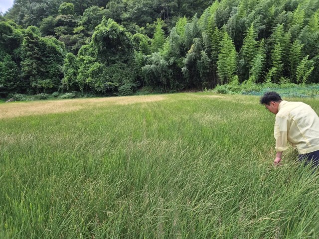 관련사진(거제시농업기술센터 가뭄피해 현장 중점 점검2).jpg